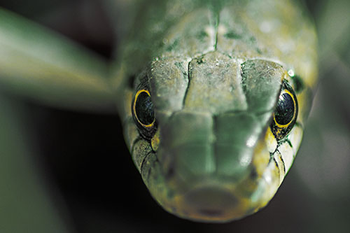 Curious Garter Snake Makes Direct Eye Contact (Yellow Tint Photo)