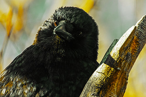 Curious Head Tilting Crow Perched Among Tree Branch (Yellow Tint Photo)