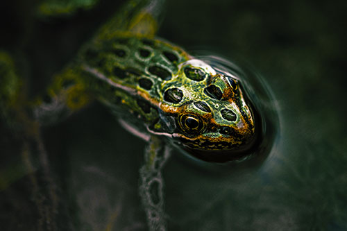 Curious Leopard Frog Peeking Head Above Water (Yellow Tint)