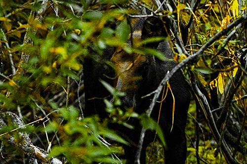 Curious Moose Looking Around (Yellow Tint Photo)