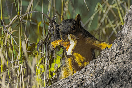 Curious Pizza Crust Squirrel (Yellow Tint Photo)