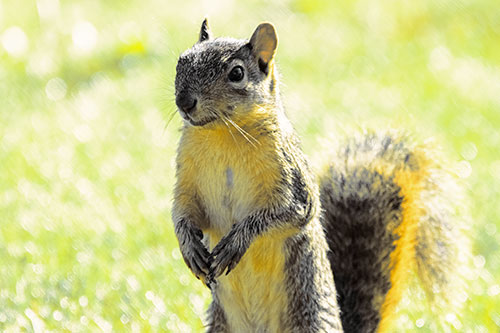 Curious Squirrel Standing On Hind Legs (Yellow Tint Photo)