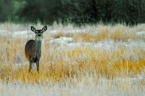 Curious White Tailed Deer Watching Among Snowy Field (Yellow Tint Photo)