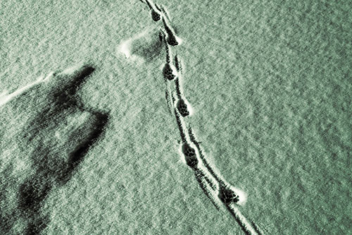 Curving Animal Footprint Trail Dragging Along Snow (Yellow Tint Photo)