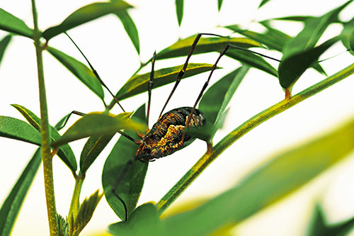 Daddy Longlegs Harvestmen Spider Crawling Down Plant Stem (Yellow Tint Photo)
