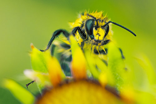 Damp Honey Bee Crawling Over Blanket Flower (Yellow Tint)