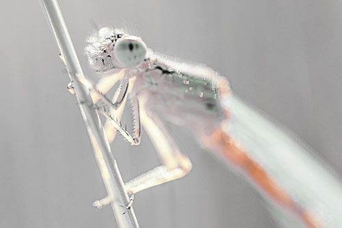 Damselfly Clamping Onto Grass Blade (Yellow Tint)