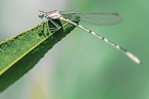 Damselfly Clamping Onto Leaf Petal Edge (Yellow Tint)