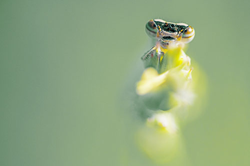 Damselfly Embraces Grass Blade Among Sunlight (Yellow Tint)
