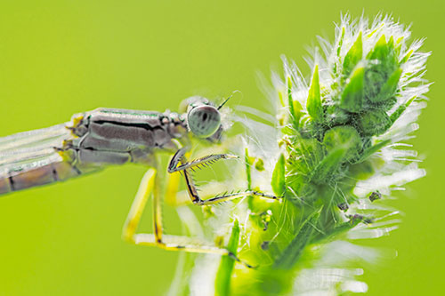 Damselfly Perched Among Fuzzy Plant (Yellow Tint)