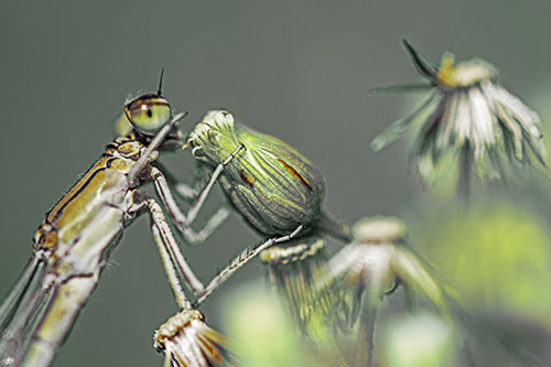Damselfly Rubbing Eye Among Horseweeds (Yellow Tint)