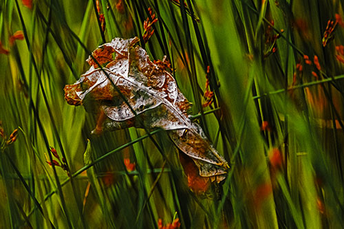 Dead Decayed Leaf Rots Among Reed Grass (Yellow Tint Photo)