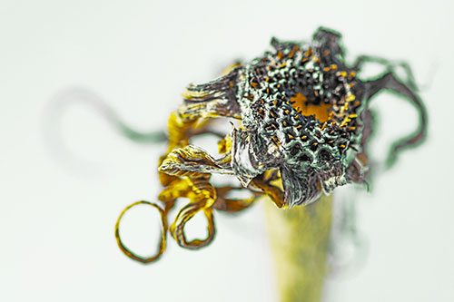 Dead Dry Gumplant Shriveling Among Cold (Yellow Tint)