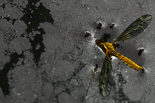 Dead Floating Crane Fly Partly Submerged Among Oily Water (Yellow Tint)