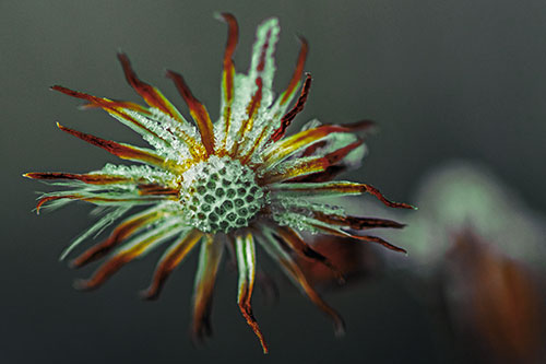 Dead Frozen Ice Covered Aster Flower (Yellow Tint Photo)