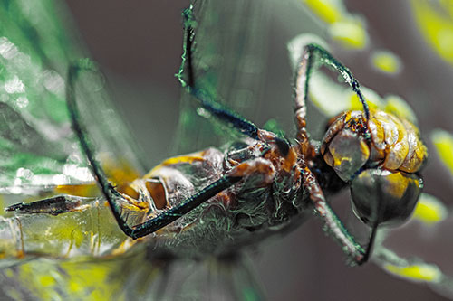 Dead Grotesque Dragonfly Peeling Eye Apart (Yellow Tint)