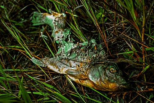 Decaying Salmon Fish Rotting Among Grass (Yellow Tint)