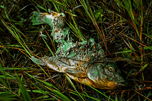 Decaying Salmon Fish Rotting Among Grass (Yellow Tint Photo)