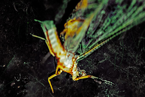 Deceased Mayfly Floating Atop Shallow River Shore (Yellow Tint)