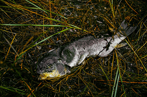 Deceased Salmon Fish Rotting Among Grass (Yellow Tint Photo)