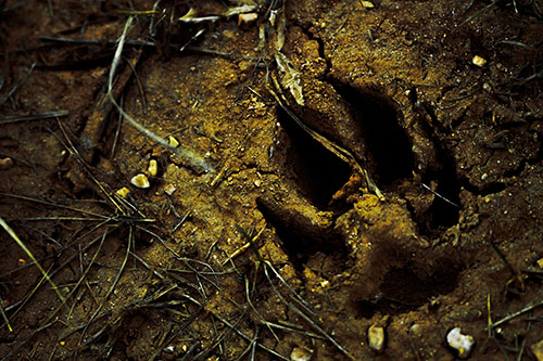 Deep Muddy Dog Footprint (Yellow Tint Photo)
