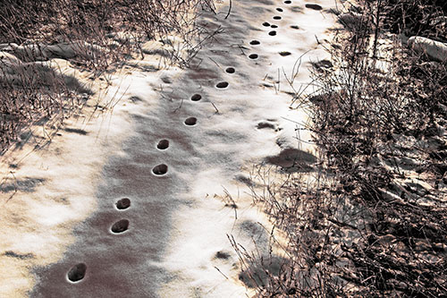 Deep Snow Animal Footprint Markings (Yellow Tint Photo)