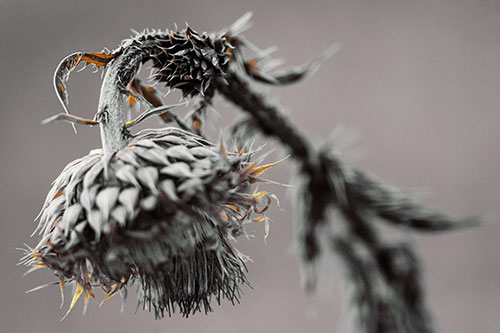 Depressed Slouching Thistle Dying From Thirst (Yellow Tint Photo)