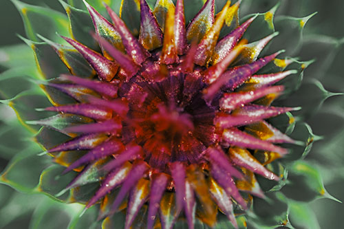 Dew Drops Cover Blooming Thistle Head (Yellow Tint Photo)