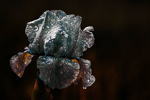 Dew Face Appears Among Wet Iris Flower (Yellow Tint Photo)