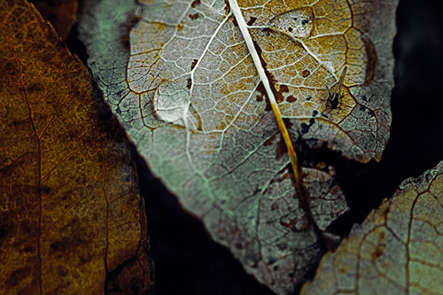 Dewy Eyed Leaf Face Cringing Towards Bug (Yellow Tint)