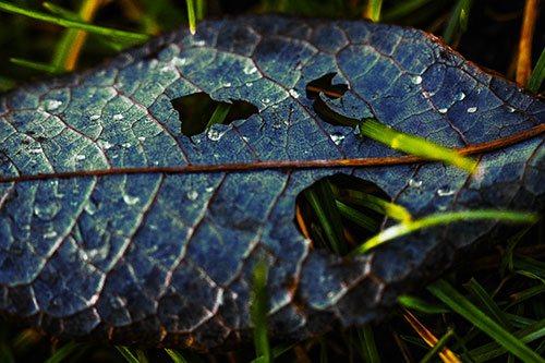 Dewy Pierced Leaf Face Screaming Among Grass Blades (Yellow Tint)