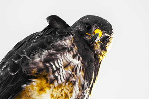 Direct Eye Contact With Rough Legged Hawk (Yellow Tint Photo)