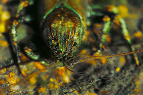 Direct Eye Contact With Water Submerged Crayfish (Yellow Tint Photo)