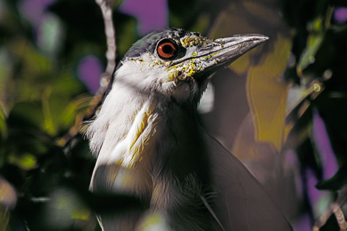 Dirty Faced Black Crowned Night Heron (Yellow Tint Photo)