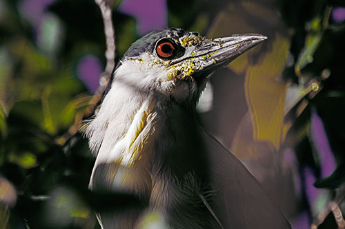 Dirty Faced Black Crowned Night Heron (Yellow Tint)