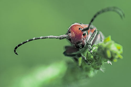 Dirty Milkweed Beetle Climbs Plant Top (Yellow Tint)