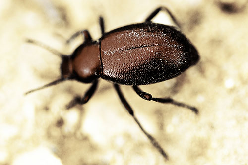 Dirty Shelled Beetle Among Dirt (Yellow Tint Photo)