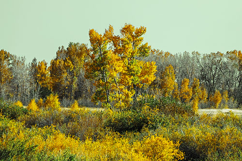 Distant Autumn Trees Changing Color Among Horizon (Yellow Tint Photo)