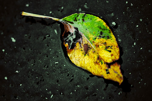 Distressed Rotting Leaf Face Among Wet Pavement (Yellow Tint)