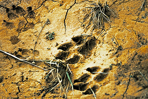 Dog Footprints On Dry Cracked Mud (Yellow Tint Photo)