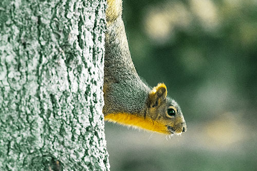 Downward Squirrel Yoga Tree Trunk (Yellow Tint Photo)