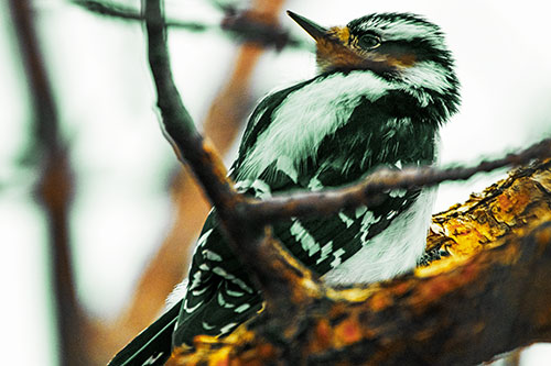Downy Woodpecker Twists Head Backwards Atop Branch (Yellow Tint Photo)
