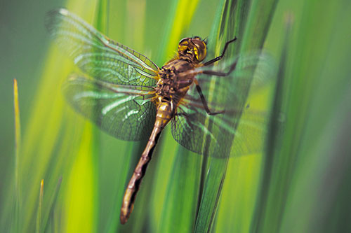 Dragonfly Grabs Grass Blade Batch (Yellow Tint Photo)