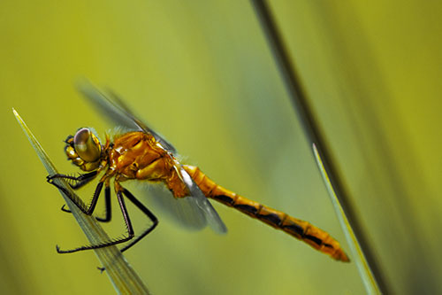 Dragonfly Perched Atop Sloping Grass Blade (Yellow Tint Photo)