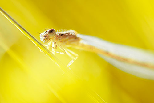 Dragonfly Rides Grass Blade Among Sunlight (Yellow Tint Photo)