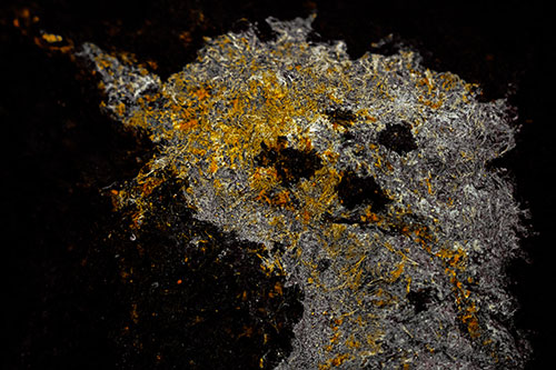 Dry Smirking Moss Face Among Damp Rock Surface (Yellow Tint)