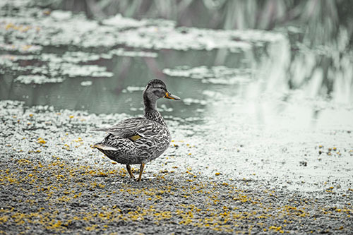 Duck Walking Through Algae For A Lake Swim (Yellow Tint Photo)