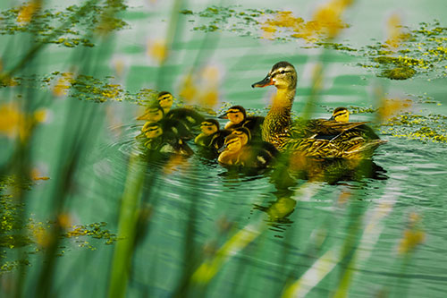 Ducklings Surround Mother Mallard (Yellow Tint Photo)