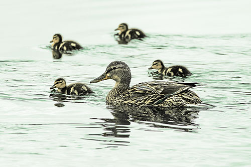 Ducklings Swim Along Mother Mallard Duck (Yellow Tint Photo)