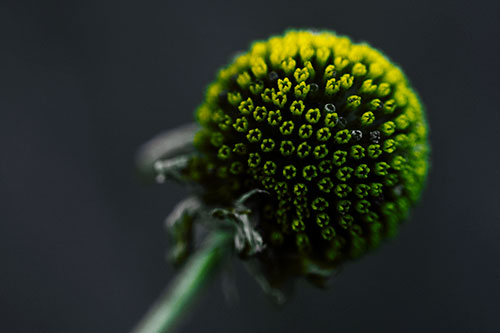 Dying Globosa Billy Button Craspedia Flower (Yellow Tint Photo)